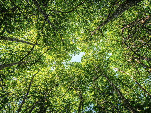 View looking up at forest of trees