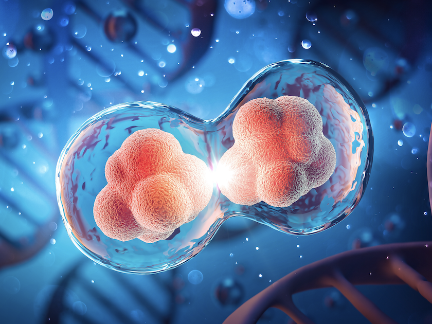 Cell division under a microscope