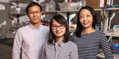 Materials science and engineering professor Qian Chen, center, and graduate students Binbin Luo, left, and Ahyoung Kim find inspiration in biology to help investigate how order emerges from self-assembling building blocks of varying size and shape.  Photo by L. Brian Stauffer