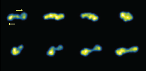Single molecule images of fluorescently-labeled ring DNA viewed in the flow-gradient plane of shear flow. The flow field direction is given by the yellow arrows. These experiments directly reveal the tumbling motion of individual ring polymers in shear flow.