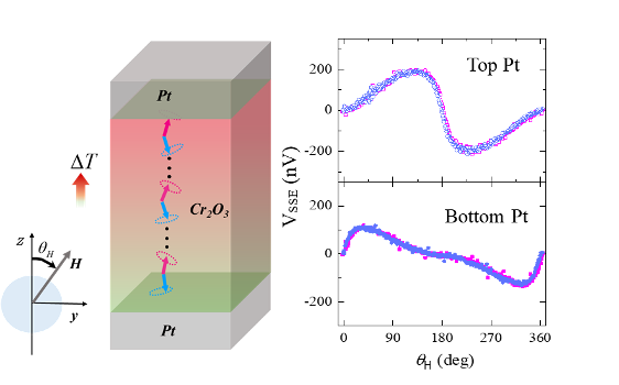 Schematic of a heat current via magnetic excitations within the antiferromagnet Cr2O3 sandwiched between two platinum (Pt) layers.  As the magnetic field is rotated from being parallel to the heat current and antiparallel there are different voltages developing on both ends of the antiferromagnet, which are characteristic for the behavior of either the blue or red magnetic moments, respectively.