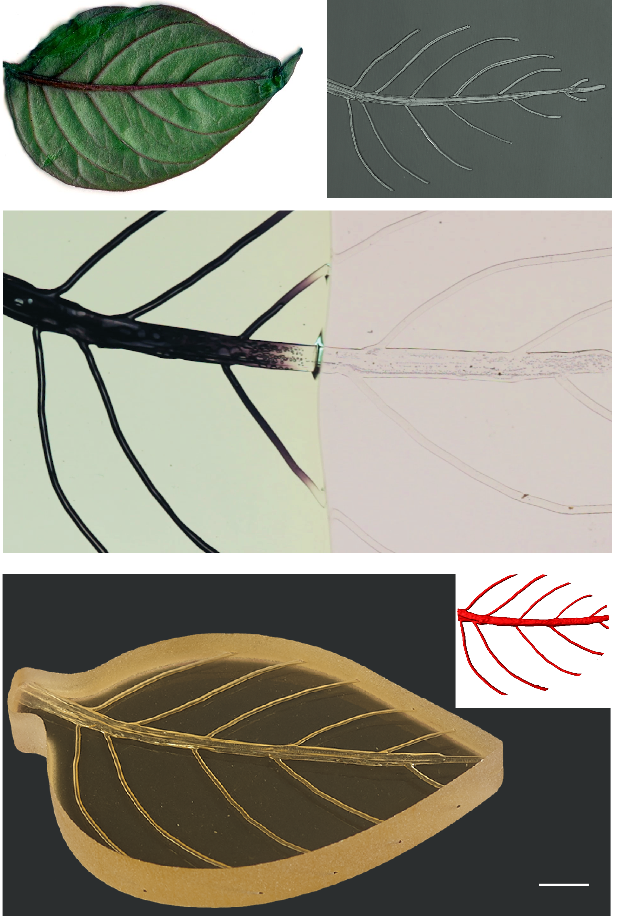 Synchronized manufacturing of a bioinspired structure with a hierarchical vascular network.&nbsp;