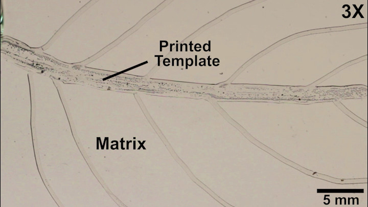 Two processes in one: Tandem polymerization and vascularization allow scientists to create self-healing structural materials in a matter of minutes.