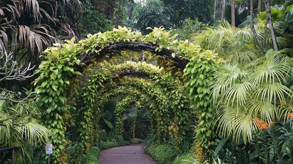 U of I students enjoyed a stroll through the National Orchid Garden in Singapore while on their trip to attend the Global Young Scientists Summit earlier in January. Photo by Erick Hernandez.