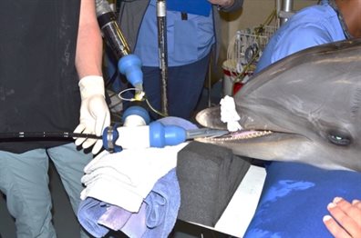 Veterinarians at the U.S. Navy Marine Mammal Program perform a bronchoalveolar lavage &mdash; a procedure where the lung is rinsed with saline solution and then fluids are collected to diagnose respiratory diseases &mdash; in a Navy dolphin. Illinois researchers, including MatSE associate professor and Ivan Racheff Faculty Scholar Cecilia Leal and grad student Marilyn Porras-Gomez, are investigating the structure of dolphins' lung membrances to help treat and prevent respiratory diseases in mammals thanks to the Office of Naval Research's Undersea Medicine Program grant. Photo by Gabriella Angotti-Jones.