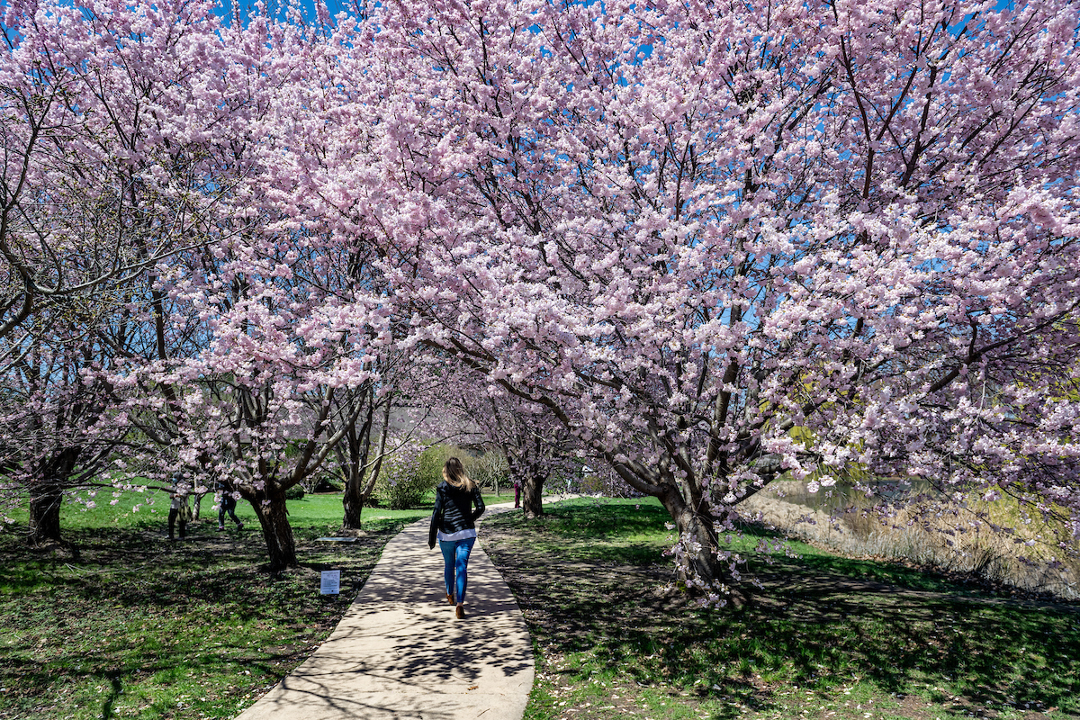 The sakura trees blossom in fluffy white petals at the Japan House at the University of Illinois Urbana-Champaign in Urbana, Ill. on April 29, 2022. Photo by Fred Zwicky/Illinois Public Affairs.
